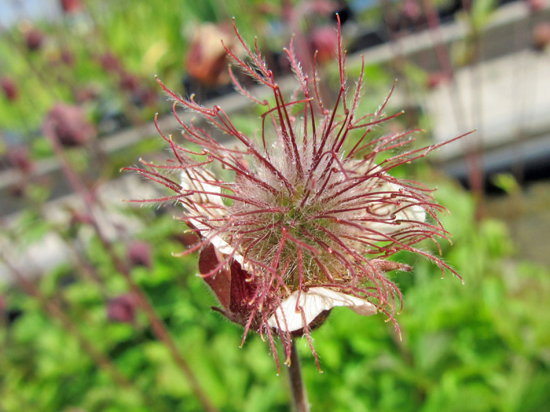 Bachnelkenwurz – Geum rivale